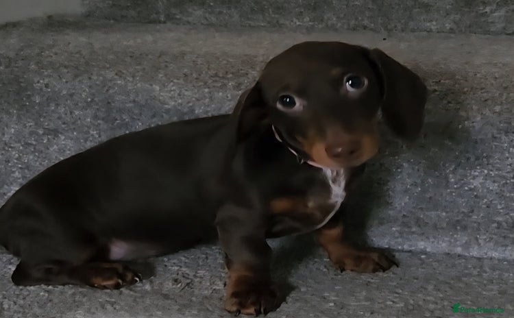 Miniature Dachshund dogs in Chorley - Advert 1