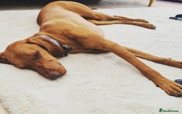 Hungarian Vizsla dogs for sale: Adorable vizsla puppies, exceptional pedigree - Image 14