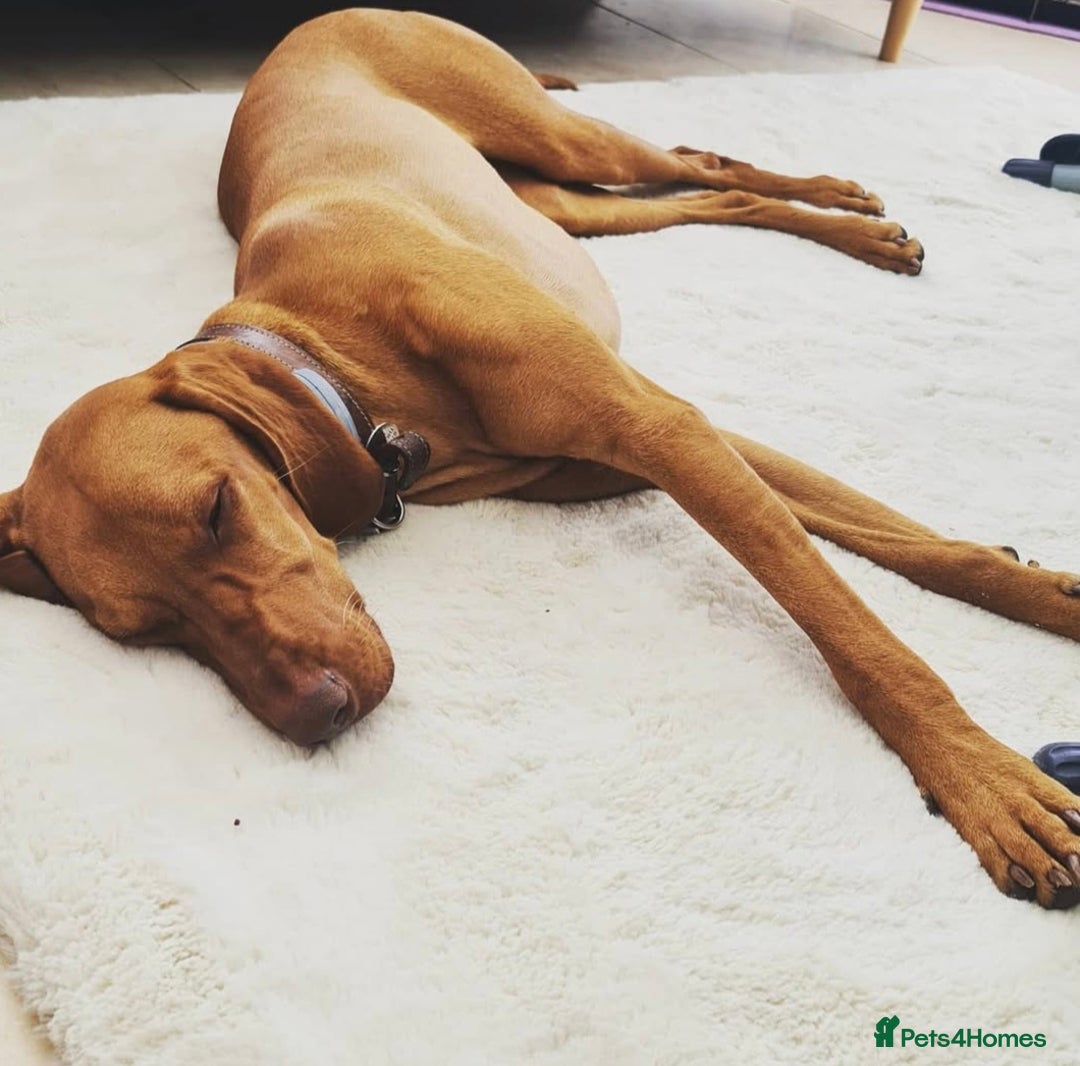 Hungarian Vizsla dogs for sale: Adorable vizsla puppies, exceptional pedigree - Image 14