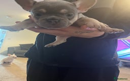 French Bulldog dogs for sale: French bulldog bitches  - Advert 9