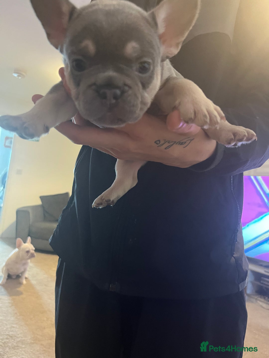 French Bulldog dogs for sale: French bulldog bitches  - Advert 9