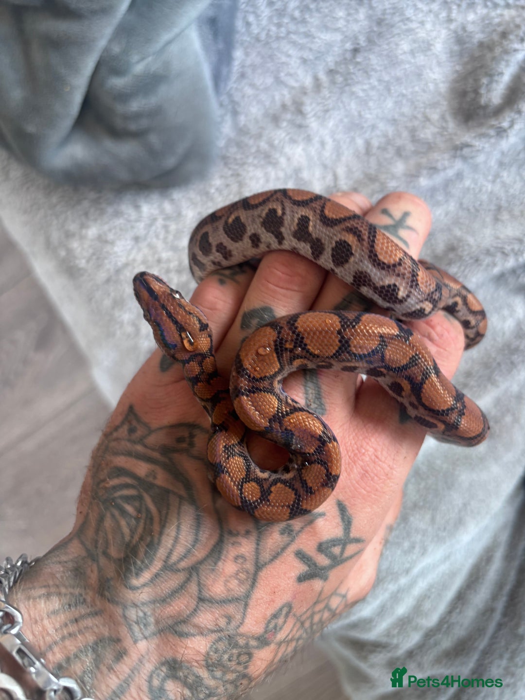 Boa Snake reptiles for sale: Female Brazilian rainbow boa and 3 foot viv - Advert 2