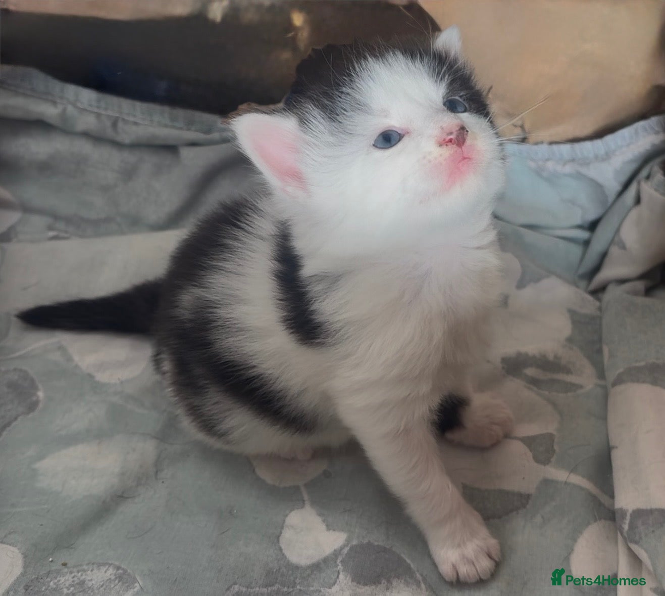 Mixed Breed cats Beautiful Mixed Breed Kittens - Advert 2