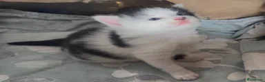 Mixed Breed Kitten 1