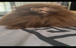 Pomeranian dogs for stud: Amazing Teddy bear chocolate boy for stud 🥰 - Image 6