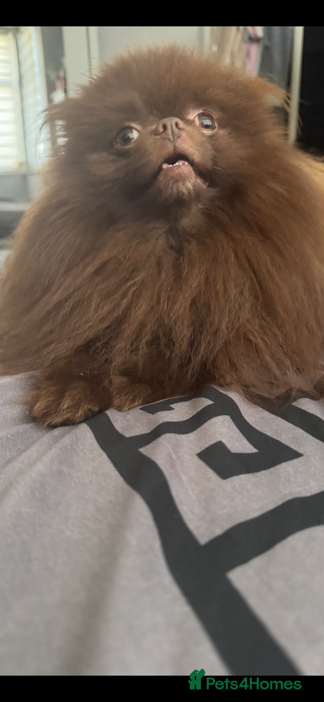Pomeranian dogs for stud: Amazing Teddy bear chocolate boy for stud 🥰 - Image 6