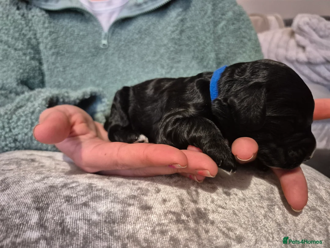 Cockapoo dogs for sale: F1 cockapoos [health tested ) - Advert 30