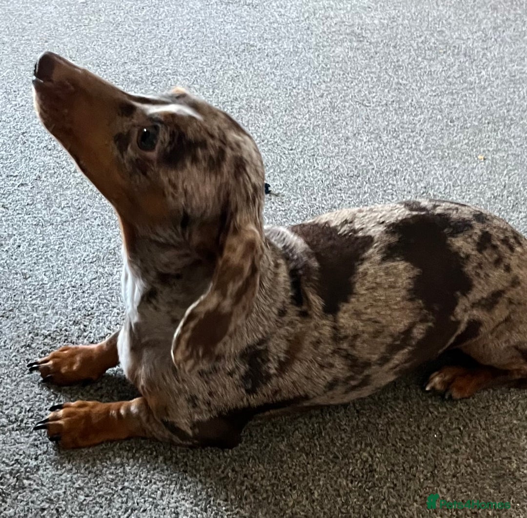 Miniature Dachshund dogs for sale: Kc pra clear Dachshund girl - Advert 2