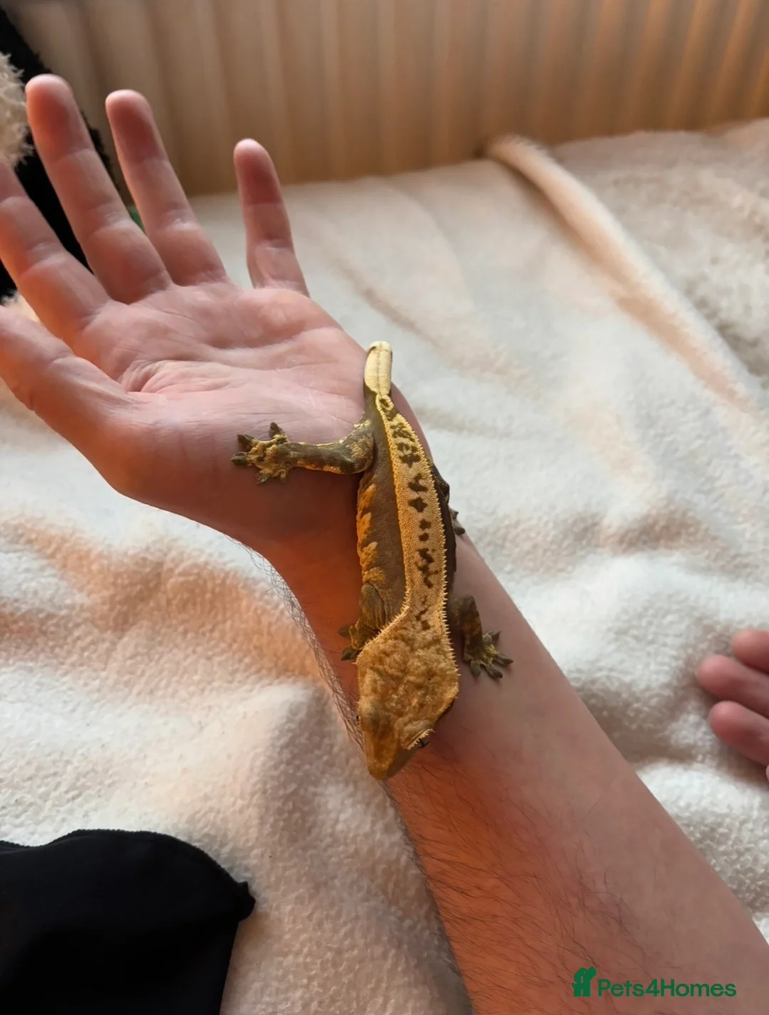 Gecko reptiles for sale: Young female lily white pinstriped crested gecko  in Blackburn - Advert 2