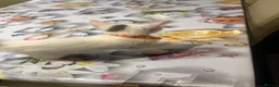 Turkish Angora cats for sale: Mix Turkish Angora kitten - Advert 6