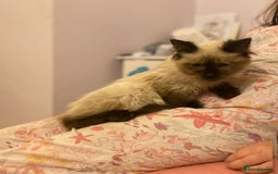 Ragdoll cats for sale: Ragdoll cross siamese  - Image 2