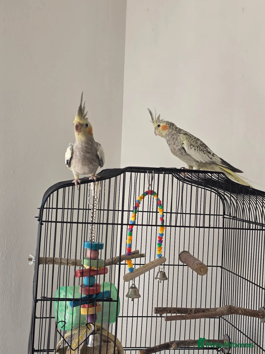 Cockatiels birds for sale: 2 cockateils for sale  in Basingstoke - Advert 2