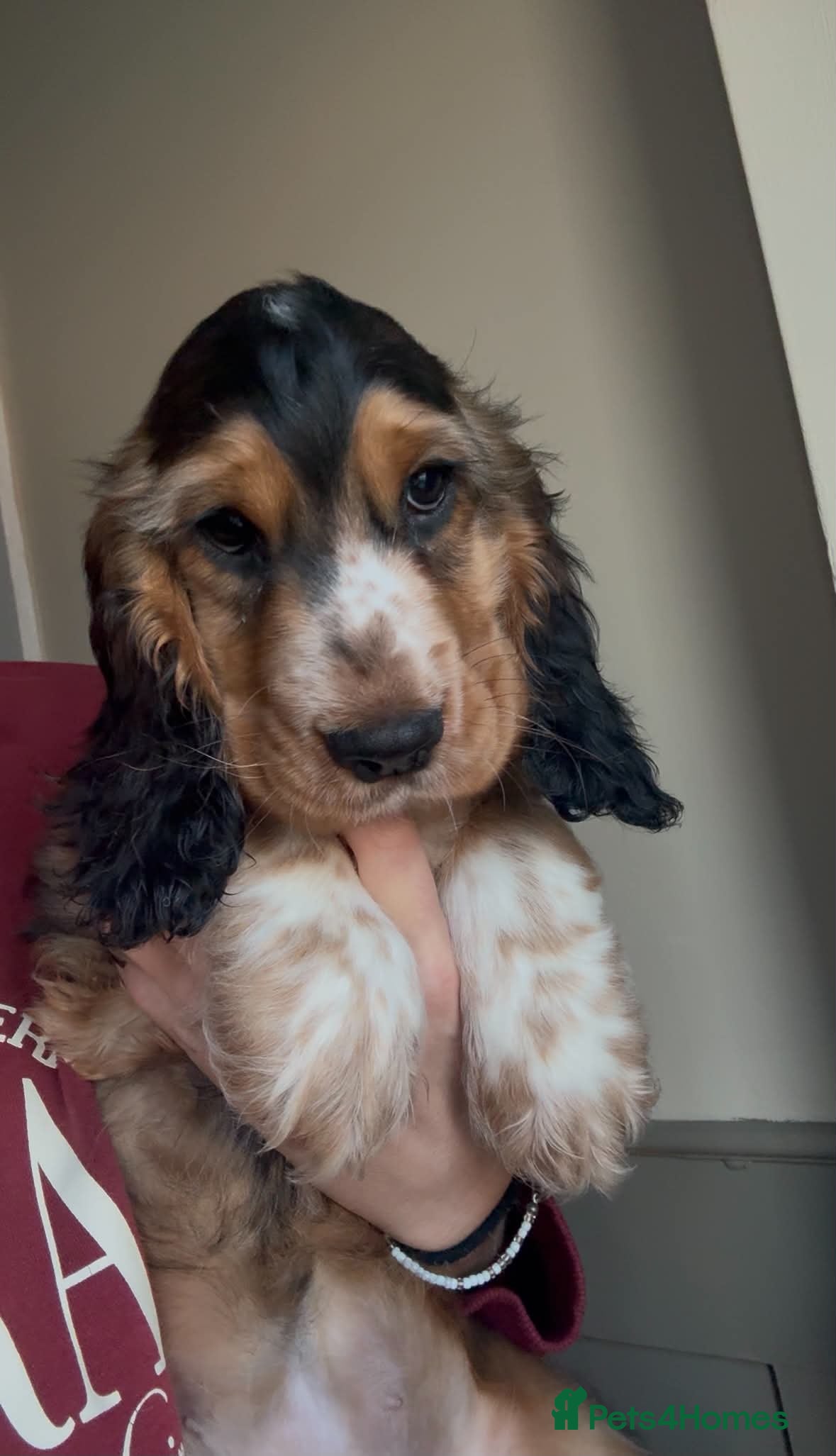 Cocker Spaniel dogs ✨ONE GIRL health tested KC show type babies✨ - Advert 1