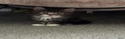 Mixed Breed cats for sale: Kitten  in Rotherham - Advert 2