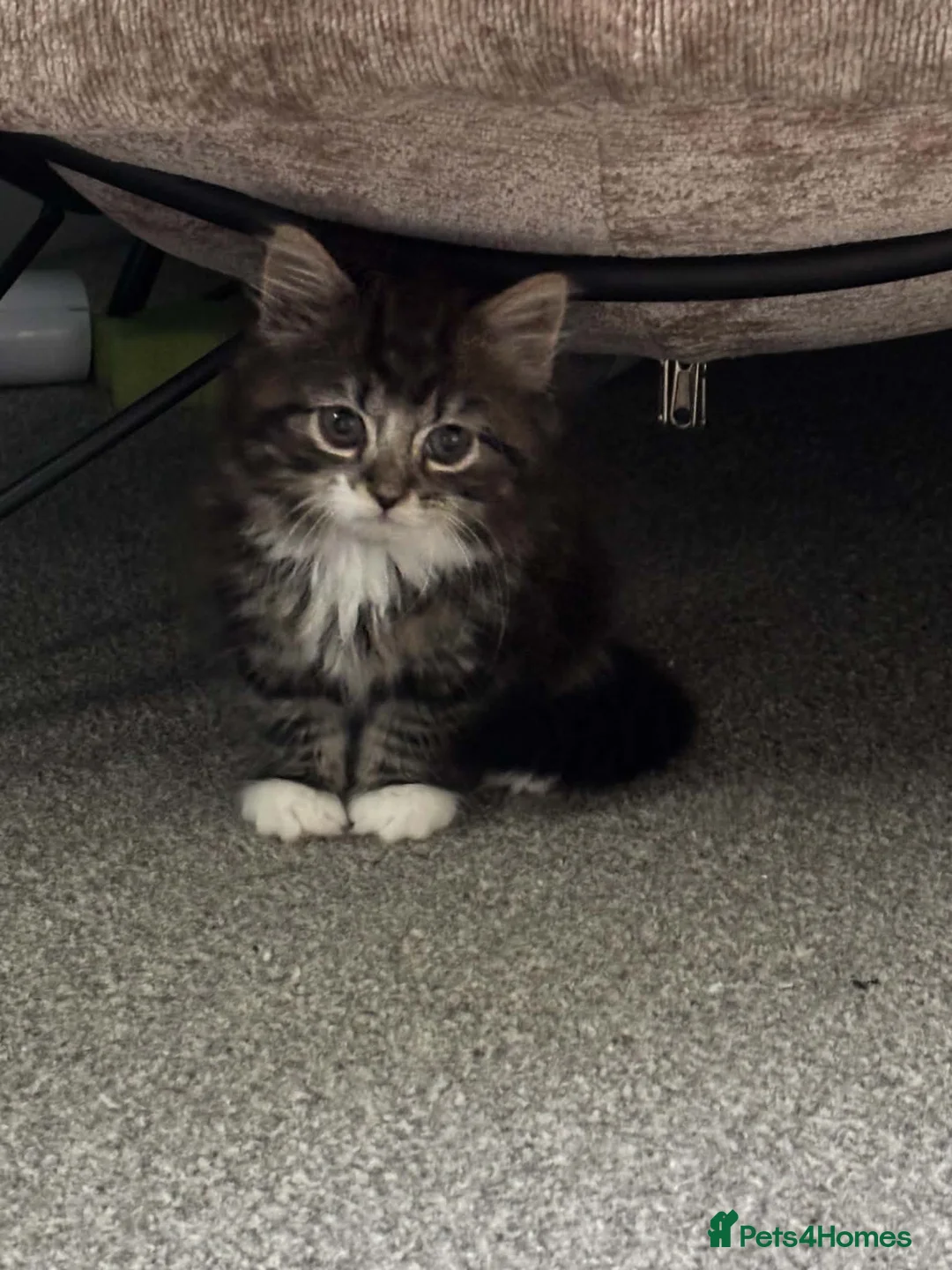 Mixed Breed cats for sale: Kitten  in Rotherham - Advert 2