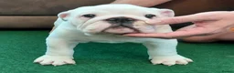 English Bulldog dogs for sale: English Bulldog Puppies Loving Homes Wanted 🐾 - Advert 7