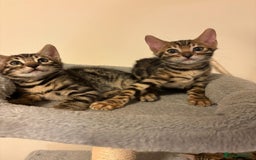 Bengal cats for sale: gorgeous pure bengal kittens  - Image 14