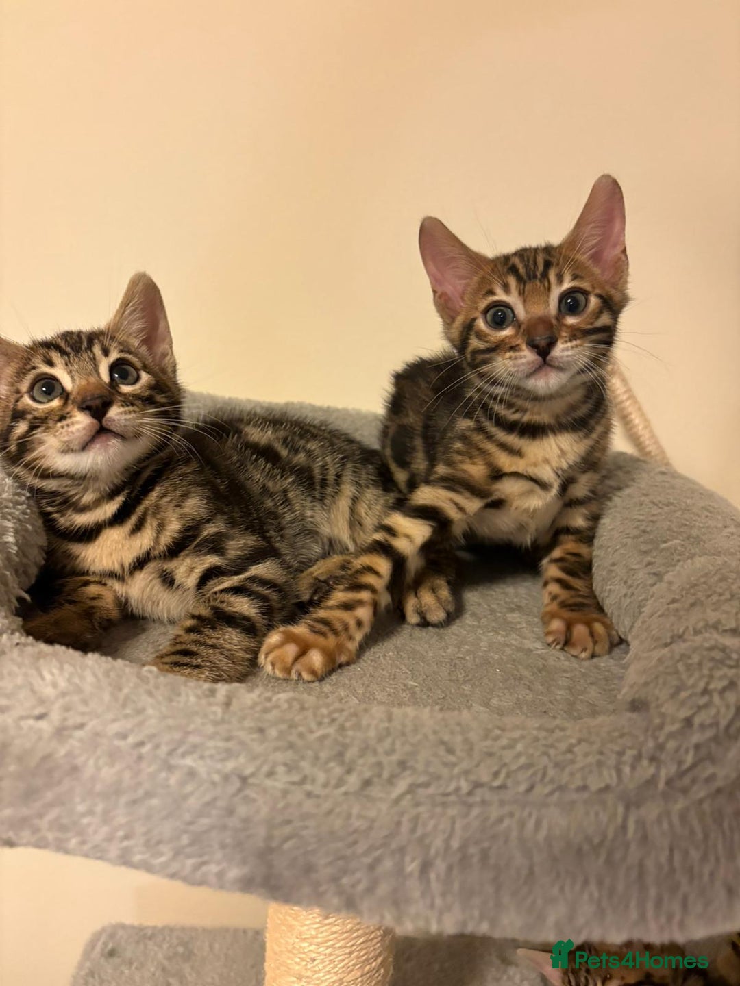 Bengal cats for sale: gorgeous pure bengal kittens  - Image 14