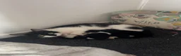 Mixed Breed cats for sale: 4 kittens ready for their forever home 🏠  in Glasgow - Advert 1