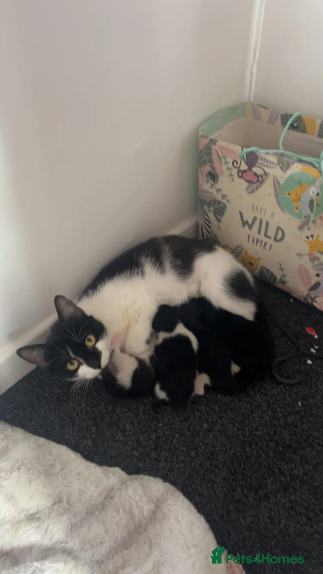 Mixed Breed cats for sale: 4 kittens ready for their forever home 🏠  in Glasgow - Advert 1