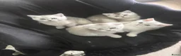 Scottish Fold cats for sale: ❤️SCOTTISH FOLD/STRAIGHTS SILVER CHINCHILLA ❤️ - Advert 2