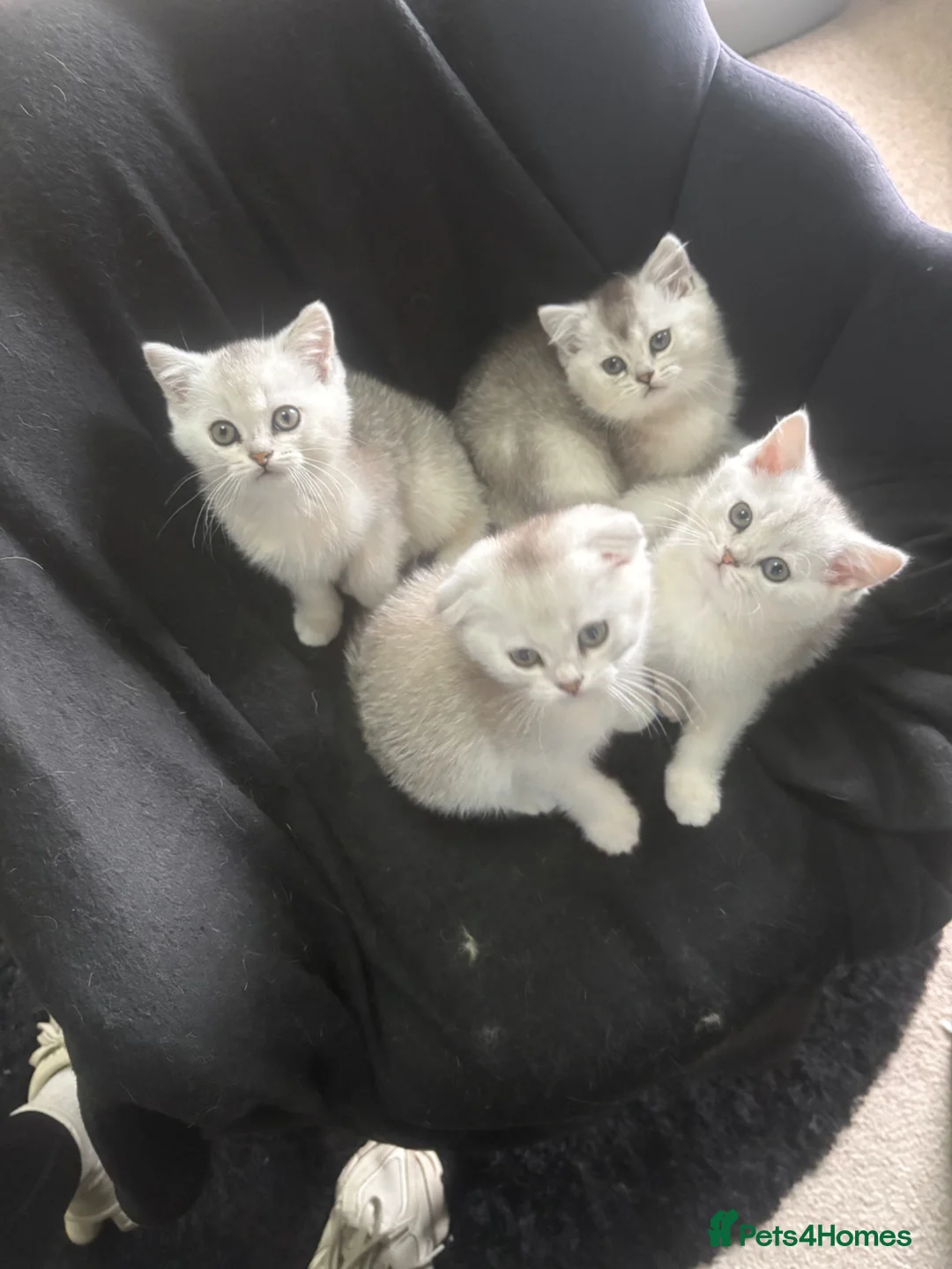 Scottish Fold cats for sale: ❤️SCOTTISH FOLD/STRAIGHTS SILVER CHINCHILLA ❤️ - Advert 2