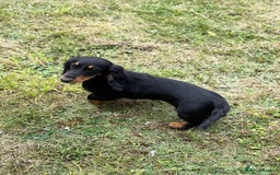 Dachshund dogs for sale: Long Coated Standard Dachshund - Crufts Potential - Image 9