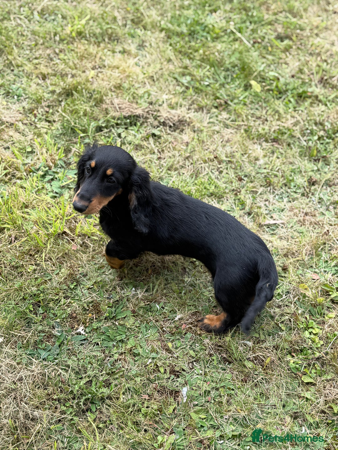 Dachshund dogs for sale: Long Coated Standard Dachshund - Crufts Potential - Image 9