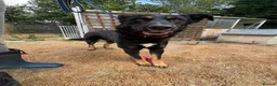 Mixed Breed dogs for adoption: Scribble - Norwich Norfolk  - Advert 3