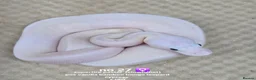 Python Snake reptiles for sale:  Various ball pythons  - Advert 7