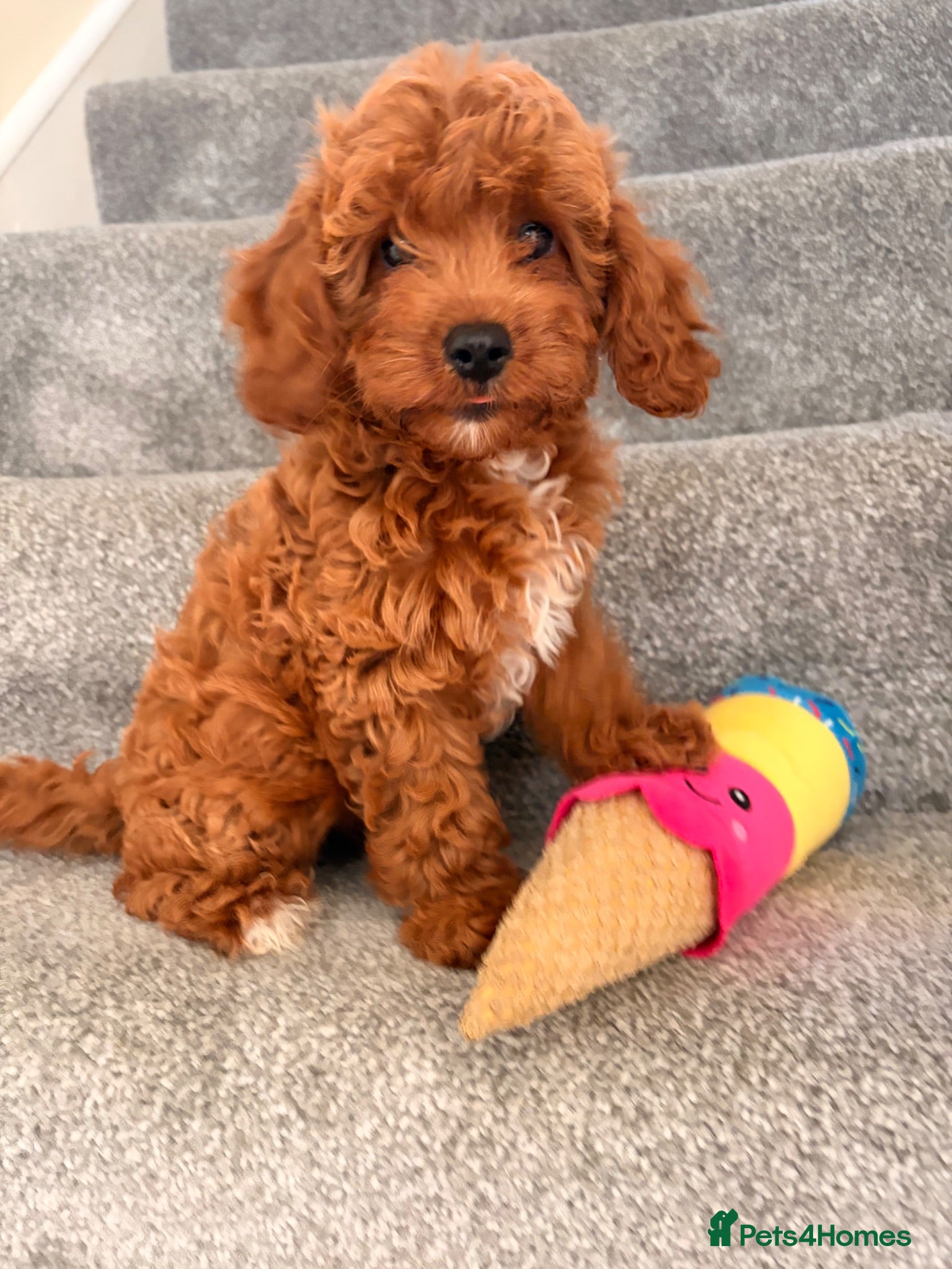 Cavapoo dogs 5⭐️Health Cleared Deep red Toy Cavapoo puppy’s  - Advert 2