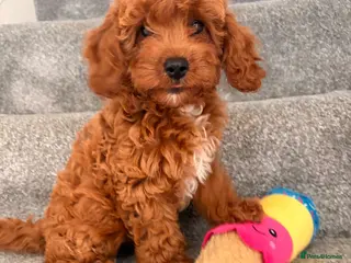 Cavapoo dogs 5⭐️Health Cleared Deep red Toy Cavapoo puppy’s - Advert 3