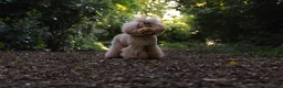 Toy Poodle dogs for stud: Stud Dog Available – Rufus "Magic Bashful Prince"  - Advert 7