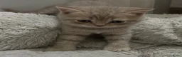 British Shorthair cats for sale: Beautiful British Shorthair kittens - Advert 4