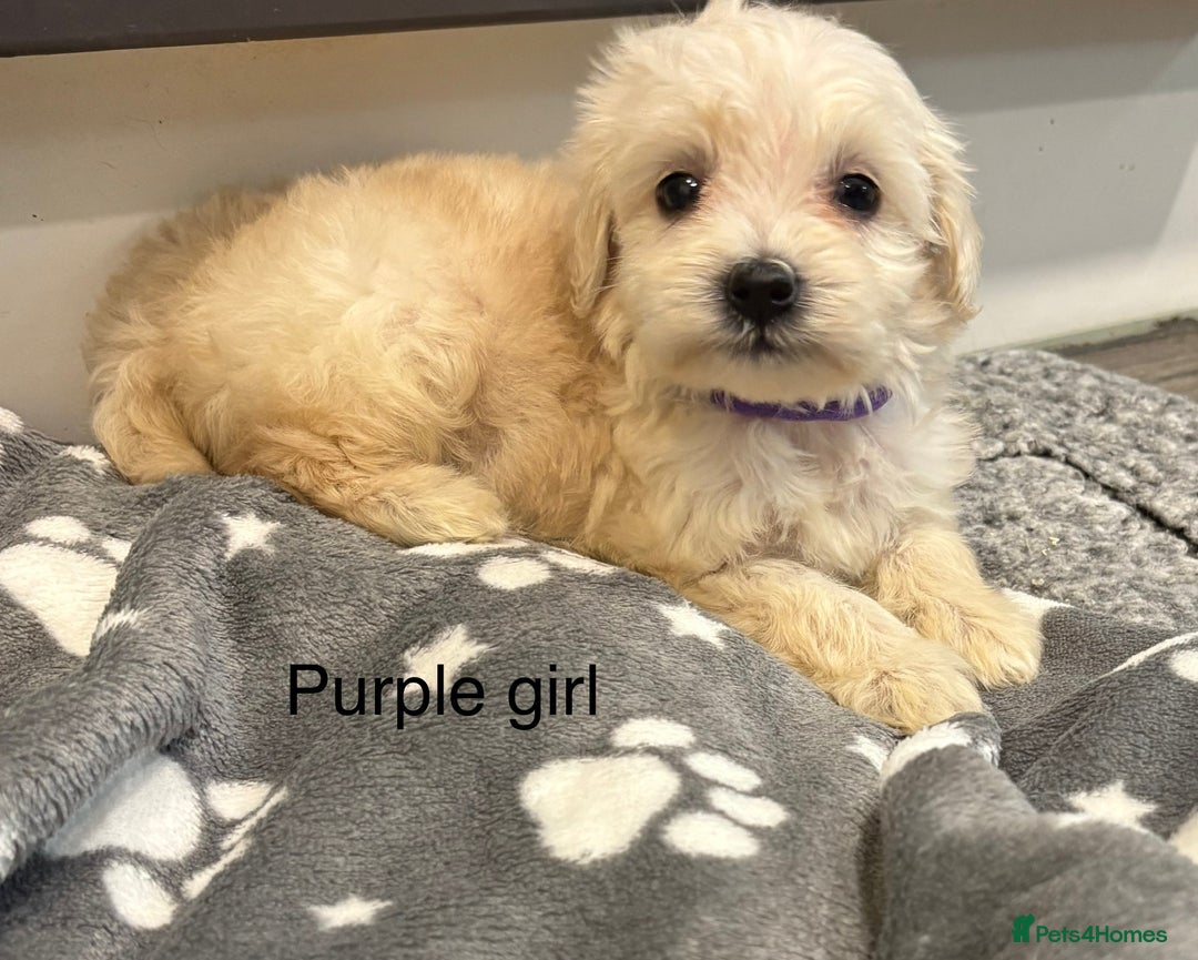 Cockapoo dogs for sale: F1B cockapoo - Image 11