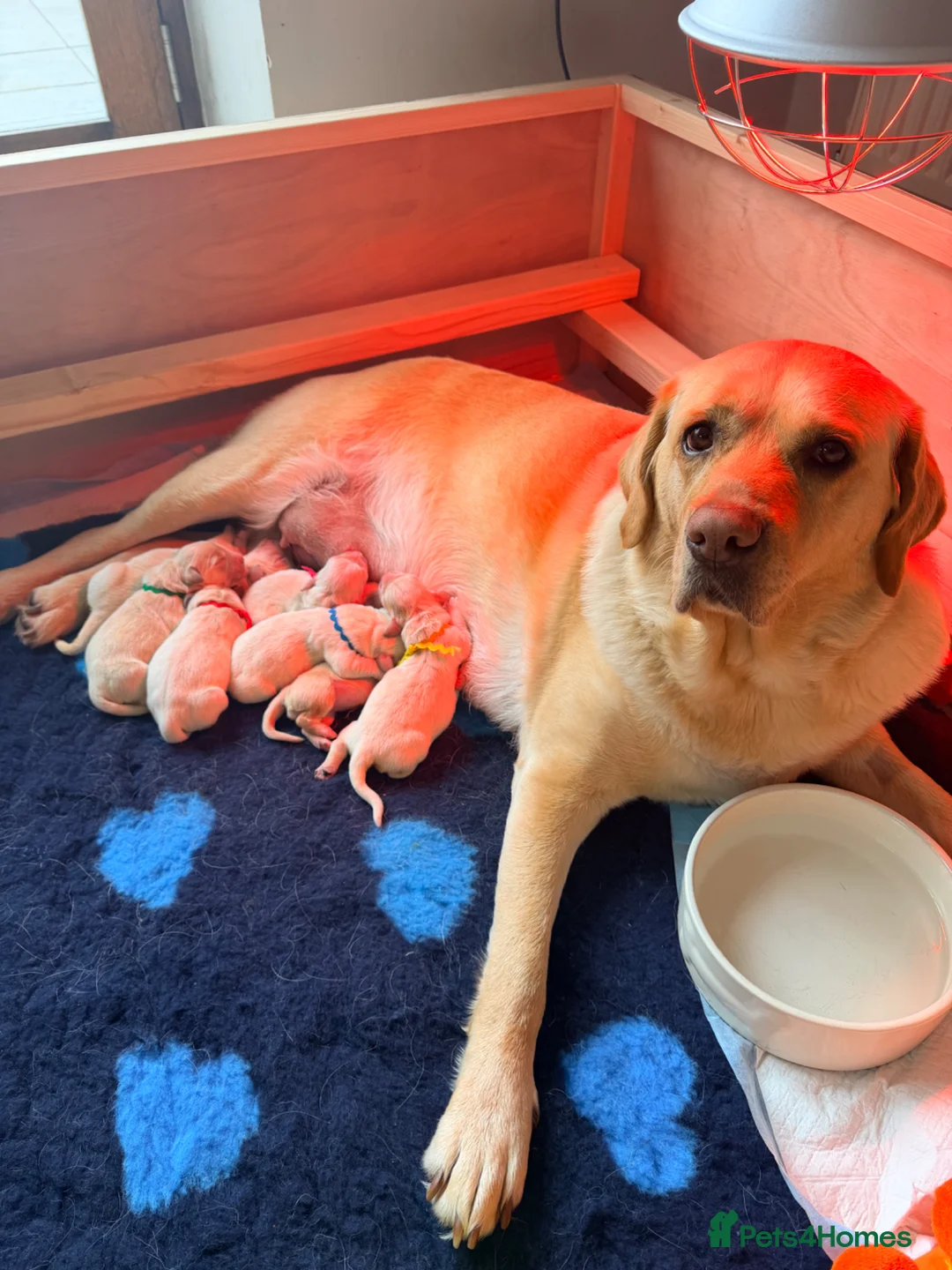Goldador dogs for sale: Goldador - Labrador x Golden Retriever  - Advert 5