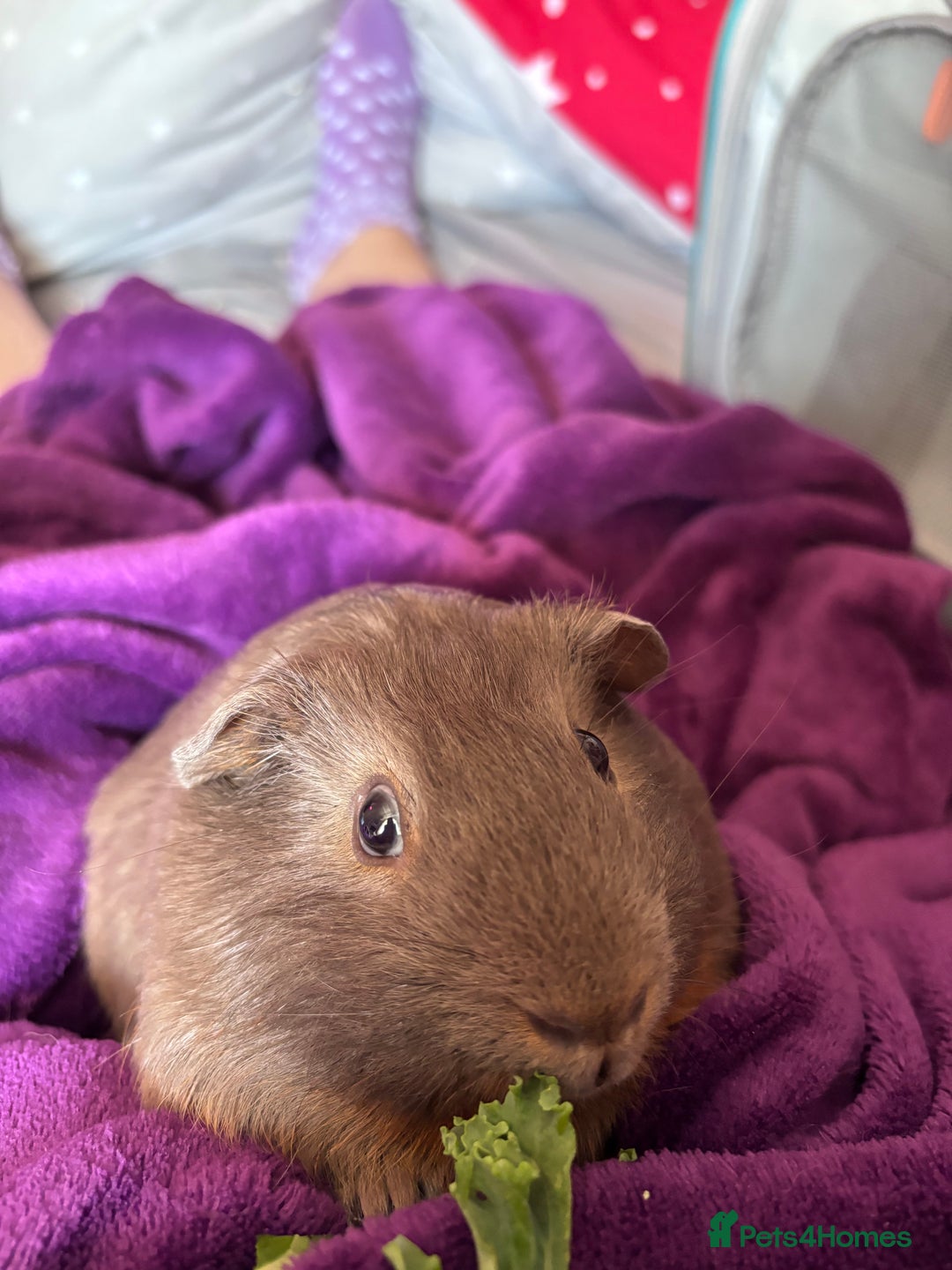 Guinea Pig rodents for sale: One guinea pig for rehoming  - Image 4