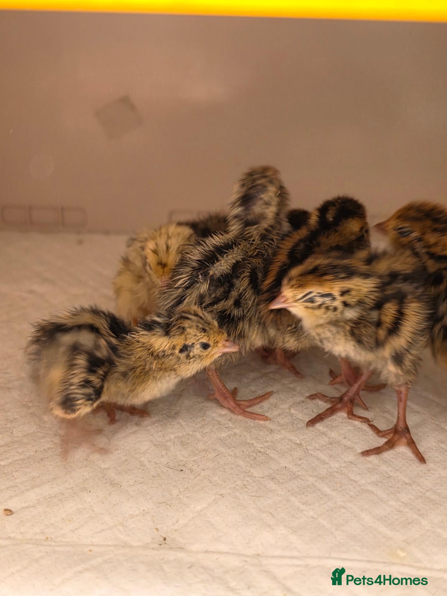 Quail poultry Corturnix quail chicks  - Advert 9