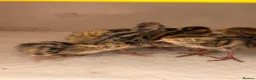 Quail poultry for sale: Corturnix quail chicks  - Advert 1