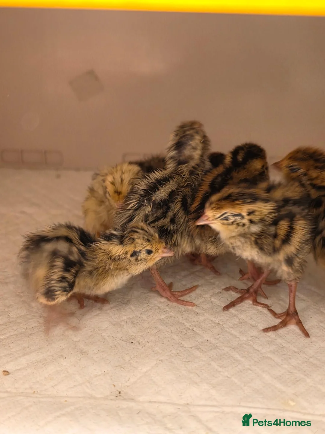 Quail poultry for sale: Corturnix quail chicks  - Advert 1