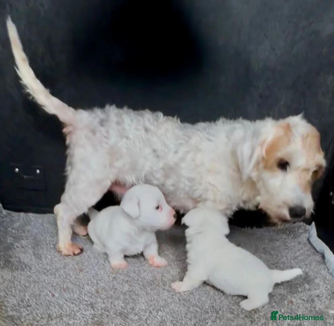 Sealyham Terrier dogs for sale: Last Beautiful Sealyham boy  in Stourport-on-Severn - Advert 2