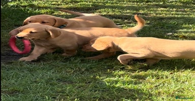 Labrador Retriever dogs - Advert 10