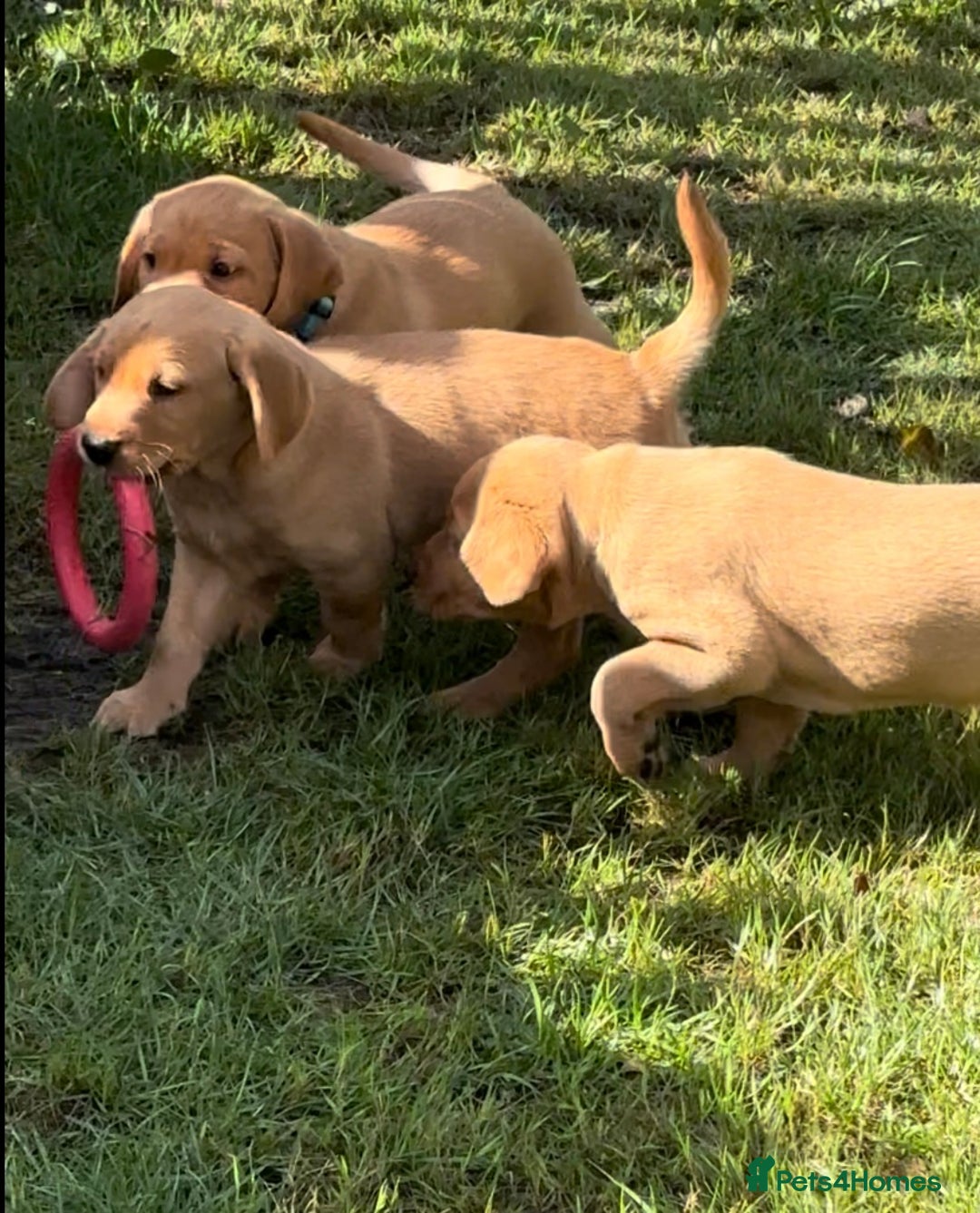Labrador Retriever dogs for sale: Extensively health tested, kc Labradors puppies - Image 3