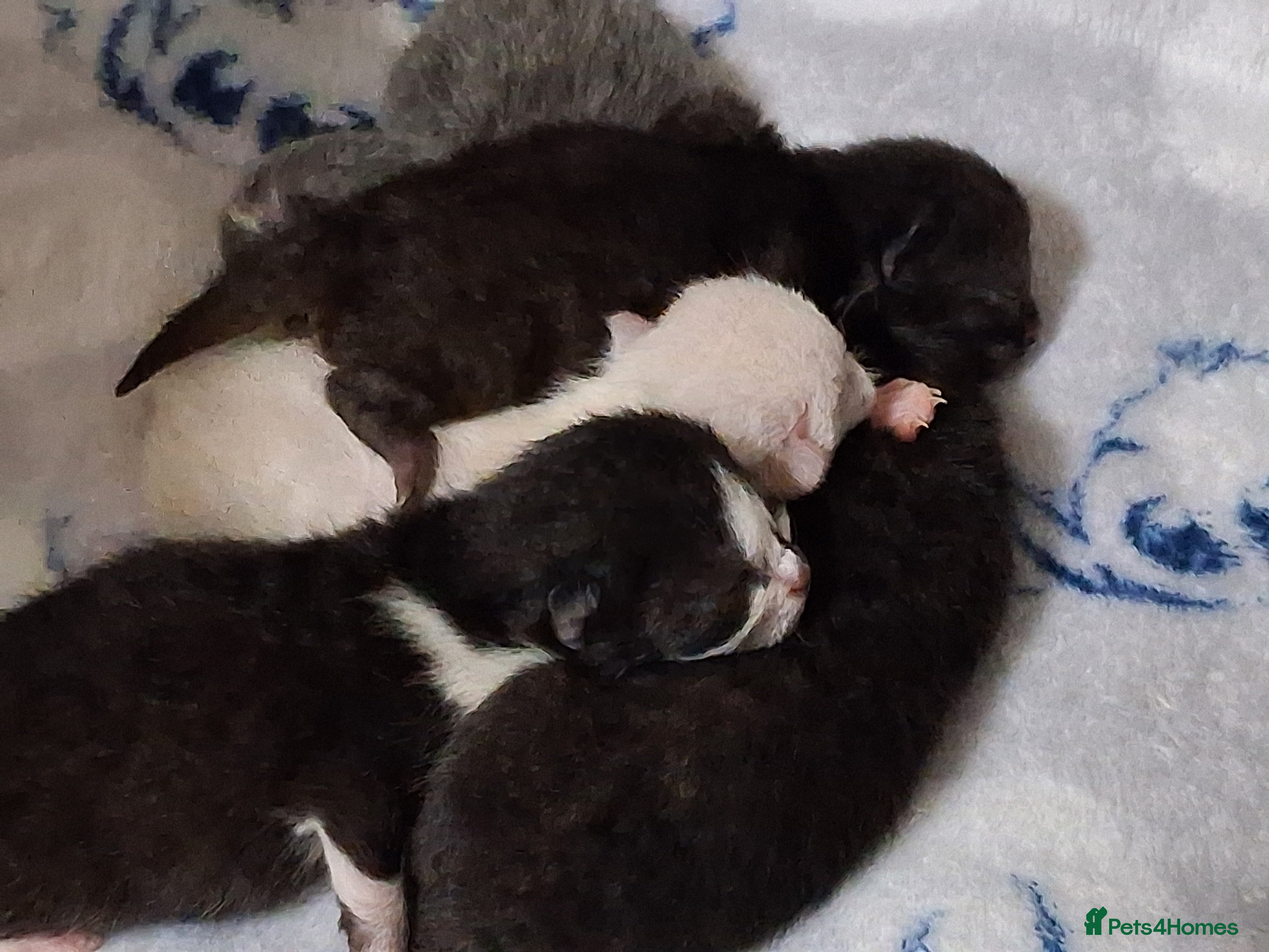 Mixed Breed cats Mixed kittens for sale  - Advert 1