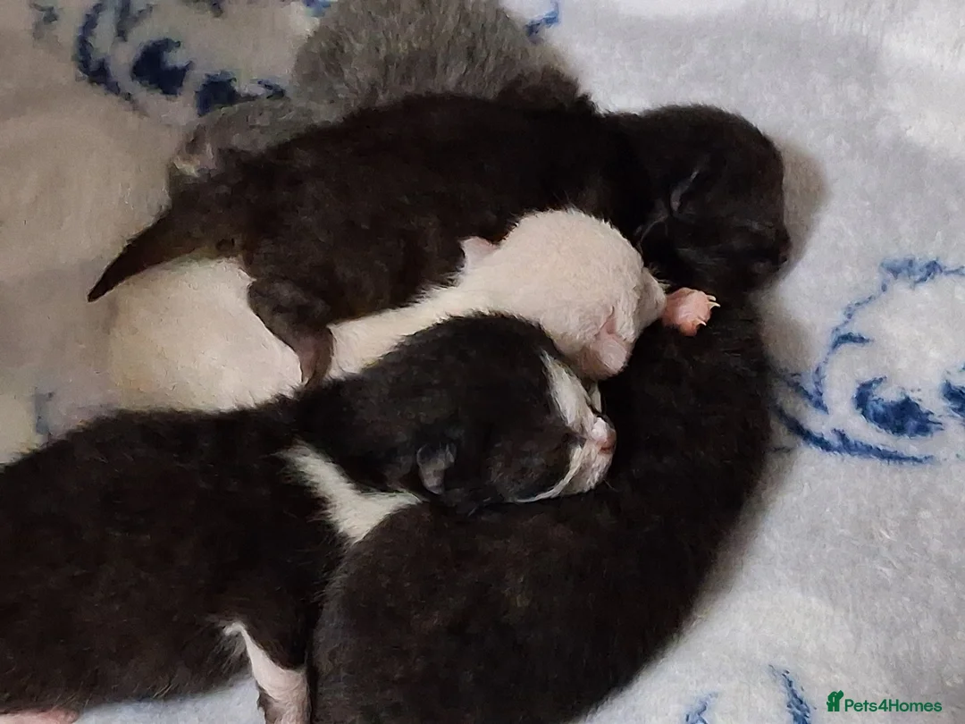 Mixed Breed cats for sale: Mixed kittens for sale  - Advert 1