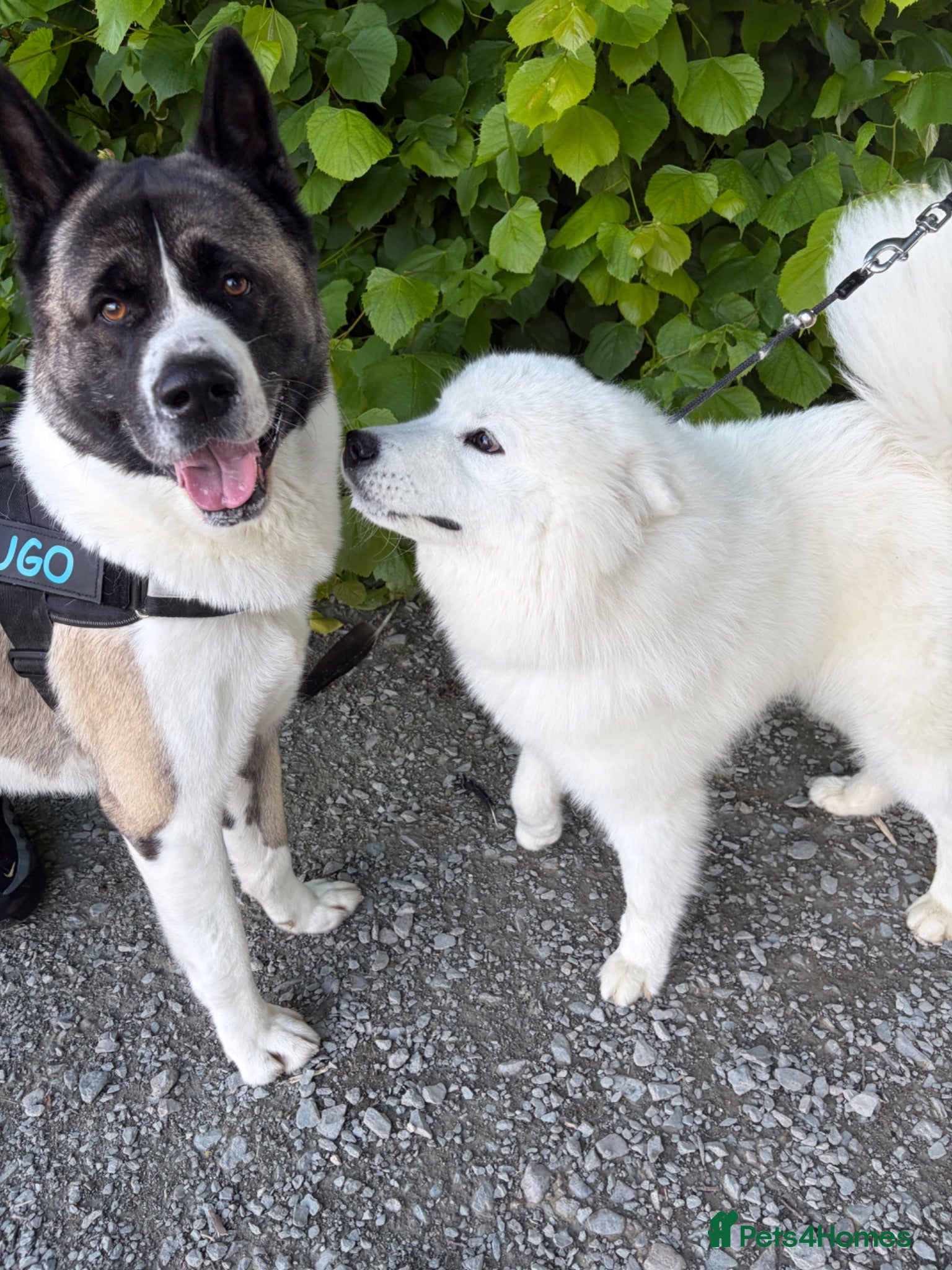 Akita dogs HUGO (not for sale looking for female) - Advert 1