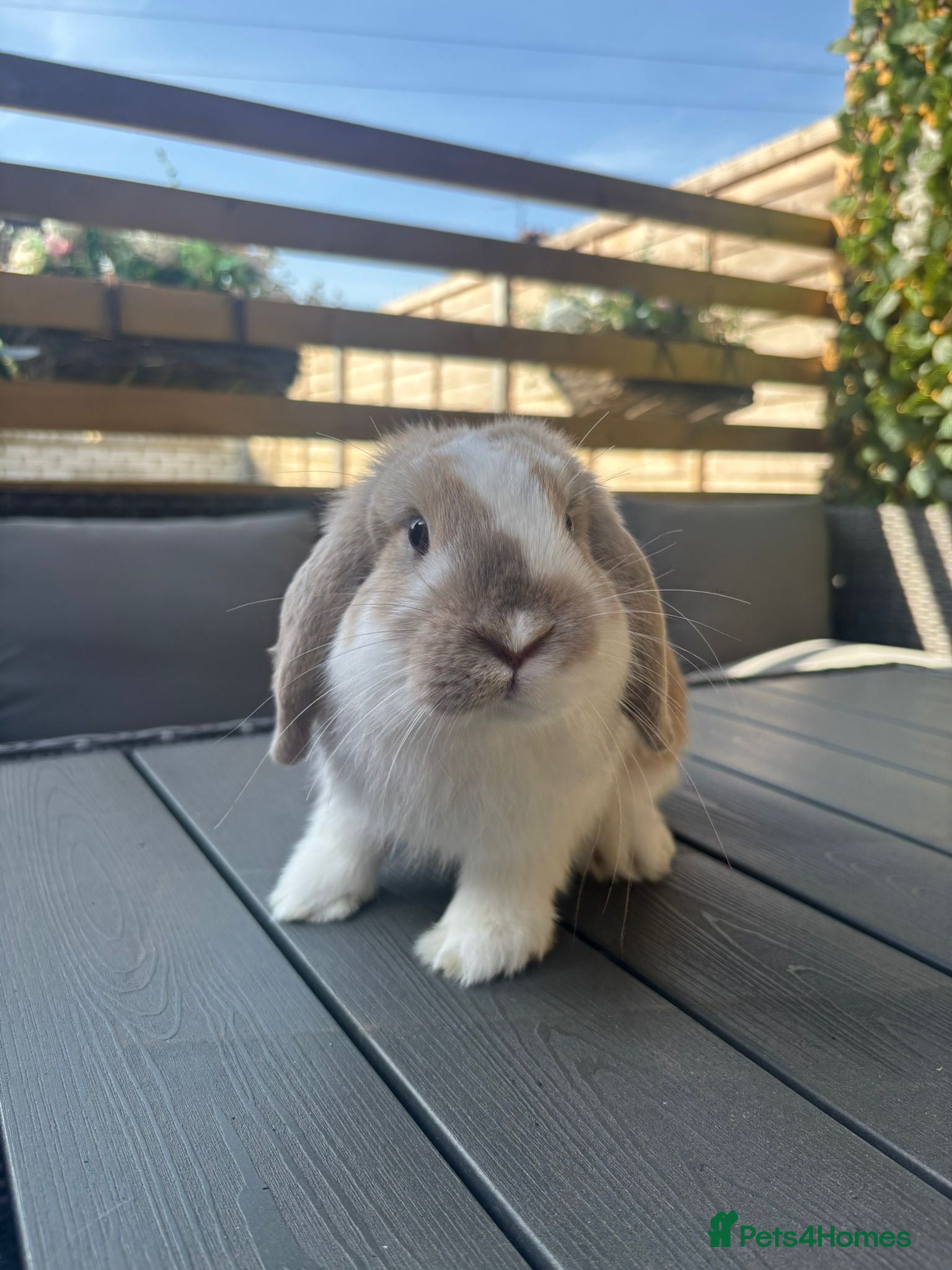 Mini Lop rabbits Mini lop boys available now - Advert 1
