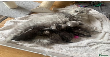 Persian cats in St Albans - Advert 2