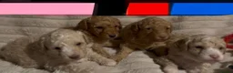 Mixed Breed dogs for sale: Beautiful Toy/Miniature Poodle Puppies 🐾 - Advert 1