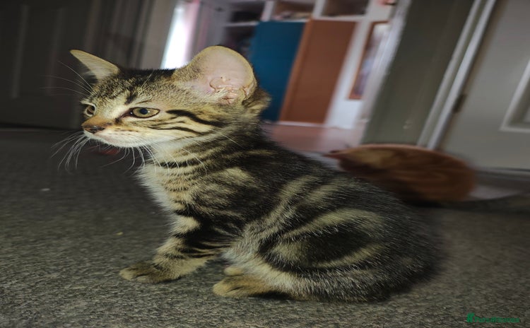 Mixed Breed cats - Advert 7